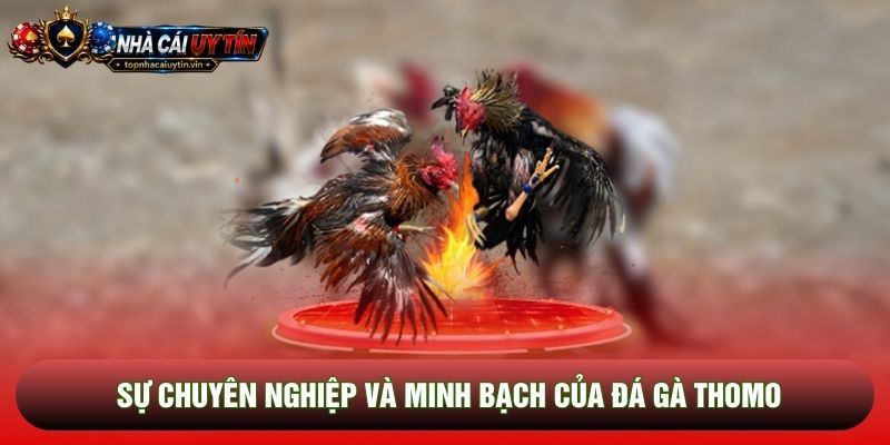 Sự chuyên nghiệp và minh bạch của đá gà thomo