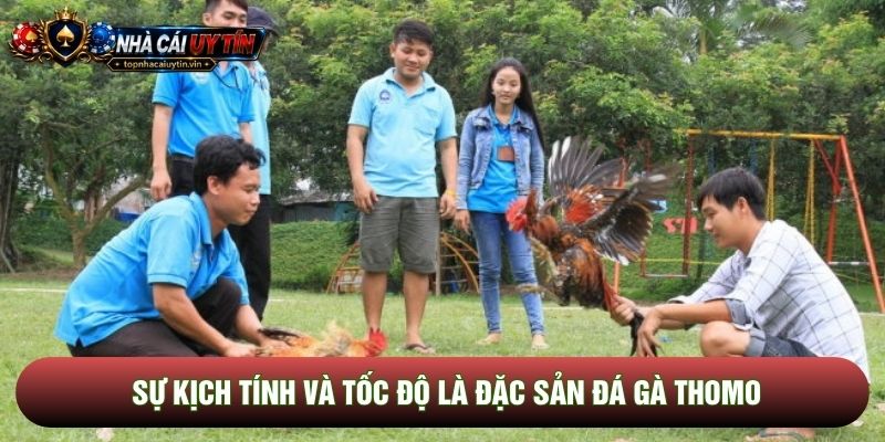Sự kịch tính và tốc độ là đặc sản đá gà thomo