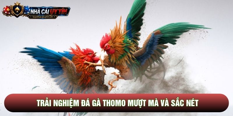 Trải nghiệm đá gà thomo mượt mà và sắc nét